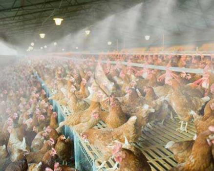 مه پاش: راهکار هوشمند برای خنک سازی و رطوبت رسانی در صنایع مختلف