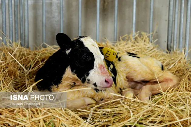 مأموریت جدید دولت به دانشگاه تهران در مبحث امنیت غذایی دام