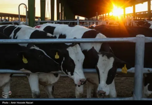 افزایش تولید دام سنگین در کشور